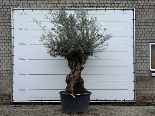 Olive tree Bonsai XL - Olea Europaea - approx. 80 years old - height approx. 290 cm