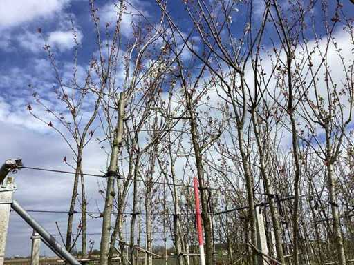 Cireșul Yoshino - Copacul ornamental