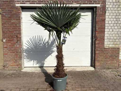 Chińska palma wachlarza XL - Trachycarpus Fortunei - wysokość około 220 cm