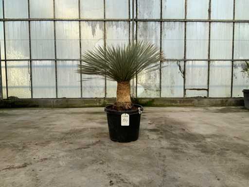 Palmboom (Yucca Rostrata)