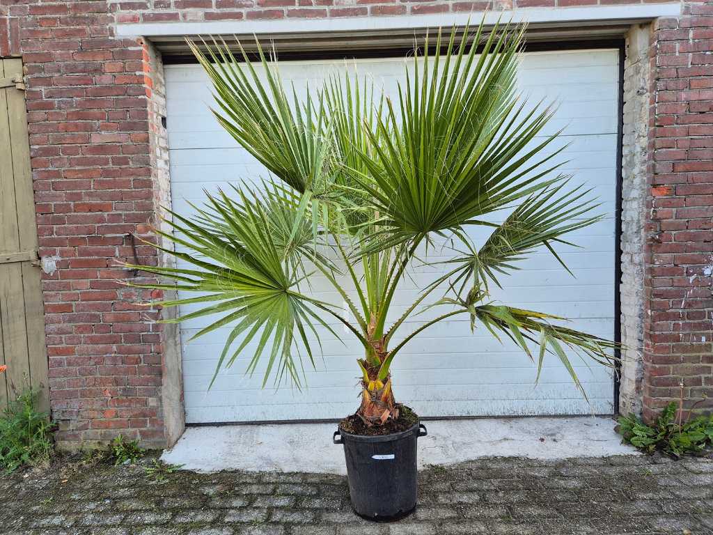 Mexican Fan Palm - Washingtonia Robusta - Mediterranean tree - height approx. 200 cm