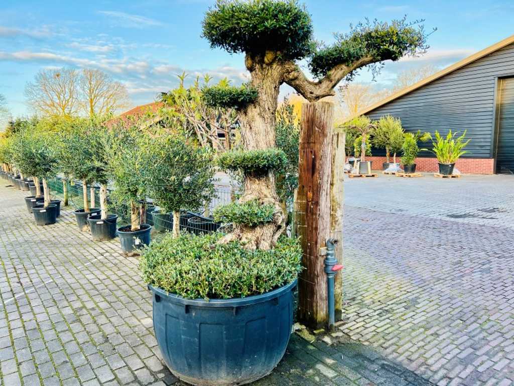 Olive tree trapeze 250cm, trunk circumference 95cm