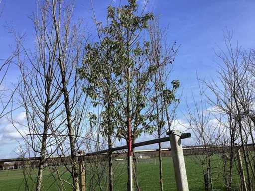 Portugese laurier - Vormboom