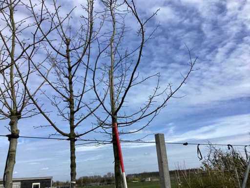 Carpino - Albero topario