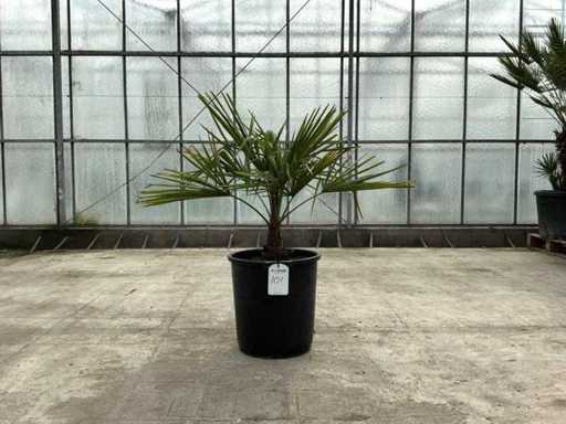 Palme (Trachycarpus fortunei)