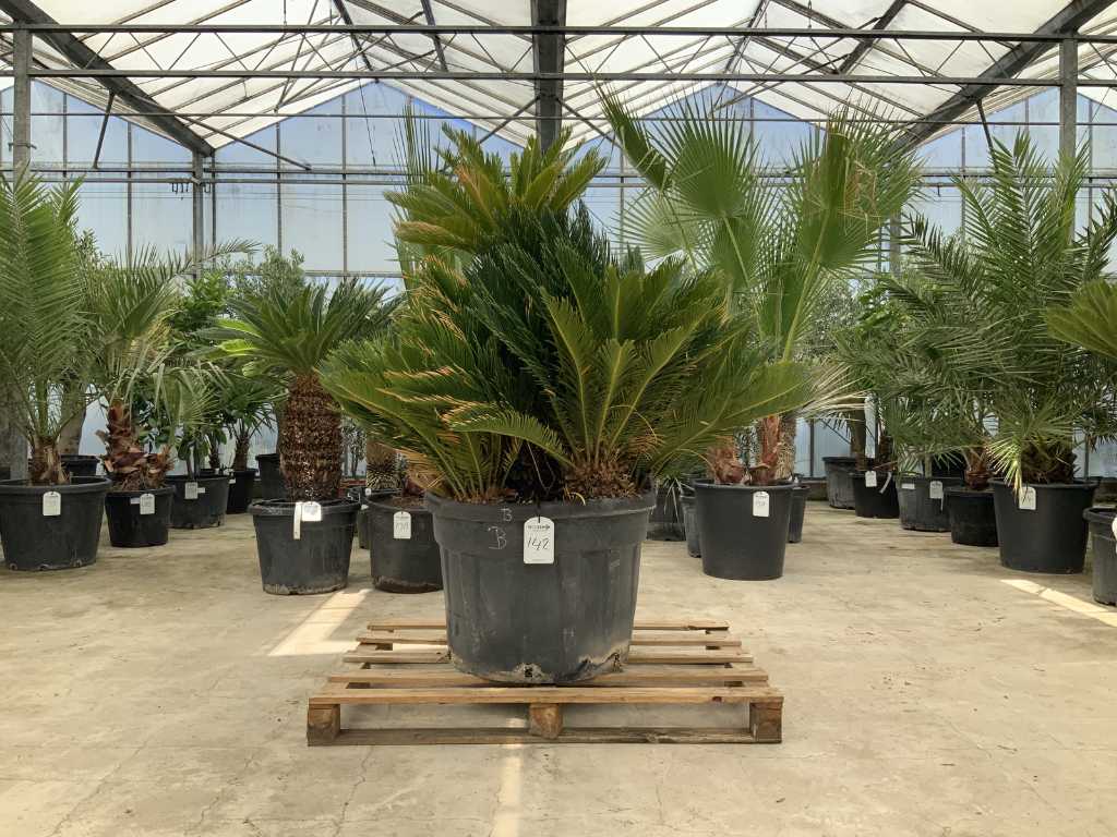 palma multistelo (Cycas Revoluta)