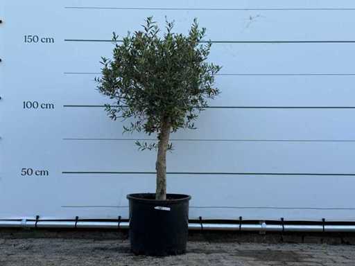 Olive tree Florida - Olea Europaea - approx. 25 years old - height approx. 150 cm
