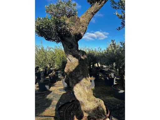 Jubiläums-Olivenbäume – Olea Europea Pom Pom Secolare