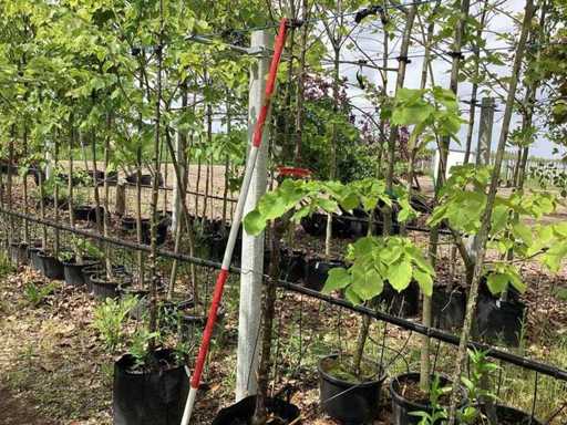 Tibetkirsche – Obst-/Obstbaum