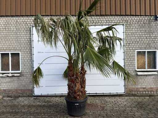 Mexican fan palm multi-stemmed - Washingtonia Robusta - height approx. 290 cm
