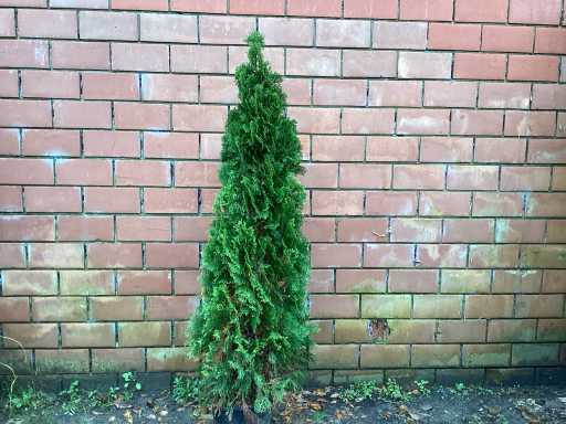 Coniferen - Thuya (x10)