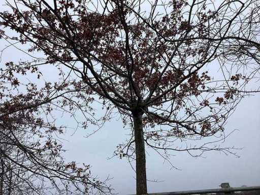 Swamp oak - Espalier