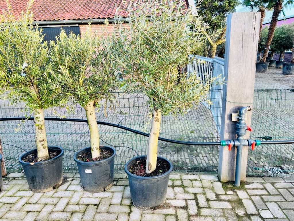 obwód pnia drzewa oliwnego 20/40cm 