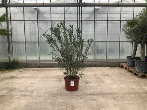 Nerium oleandr biały