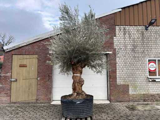 Bonsaï d’olivier XL - Olea Europaea - 200 ans - Taille environ 330 cm