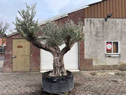 Olive tree Bonsai branched XL - Olea Europaea - approx. 120 years old - height approx. 290 cm