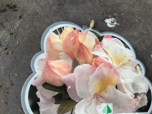 Struiken - Azalea mollis (x20)