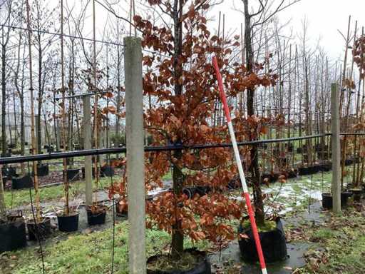 Buk czerwony - Parkboom