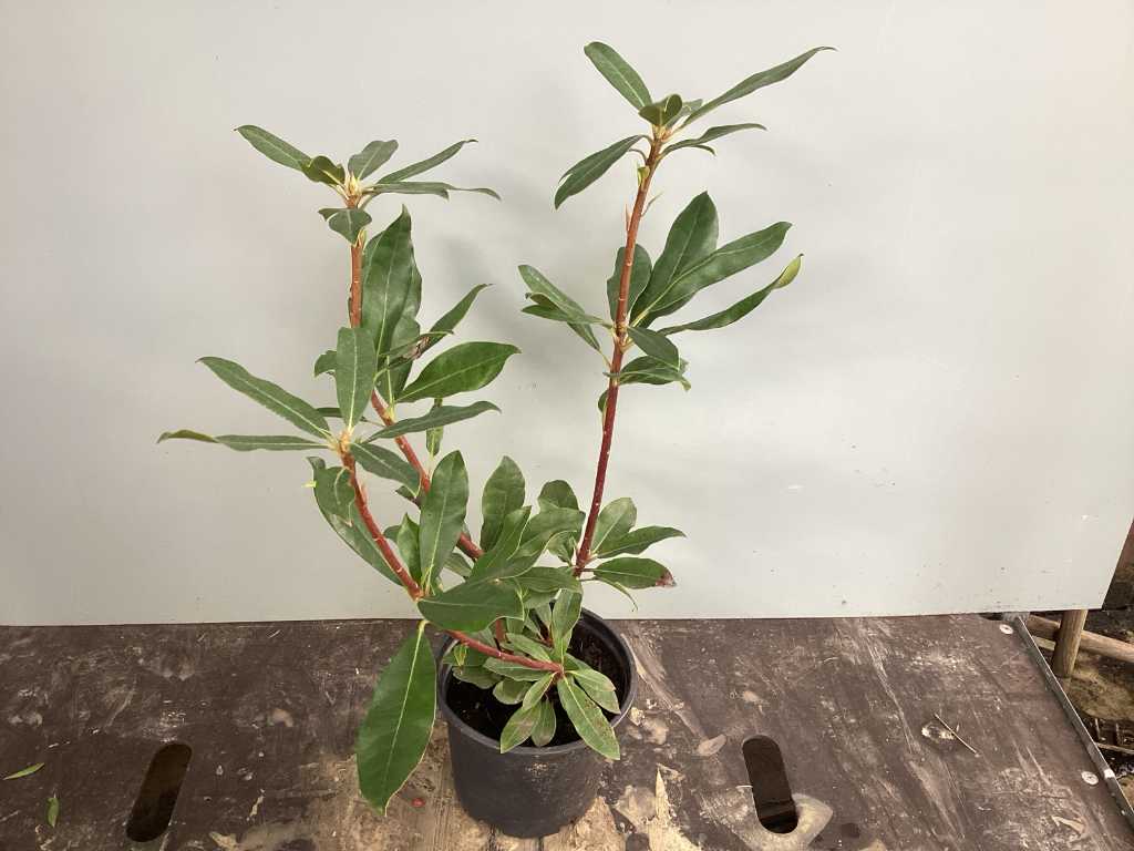 10 Rhododendron ponticum