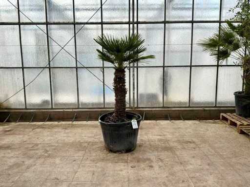 Wielopniowa palma (Chamaerops Humilis)