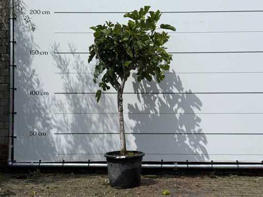 Trunchiul jos al smochinului - Ficus Carica - înălțime aprox. 180 cm