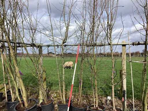 Mela selvatica - Albero a più steli (4 volte)