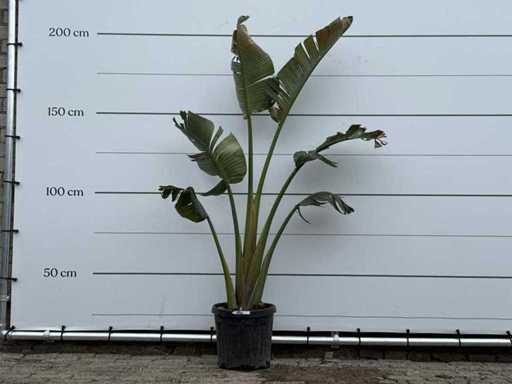 Bird of paradise plant M - Strelitzia Augusta - height approx. 180 cm