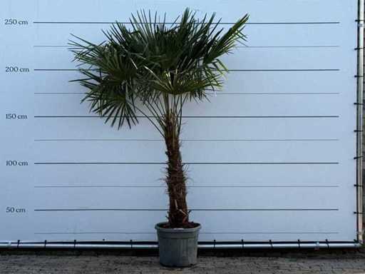 Chinese fan palm - trunk 80-100 cm - Trachycarpus Fortunei - height approx. 250 cm