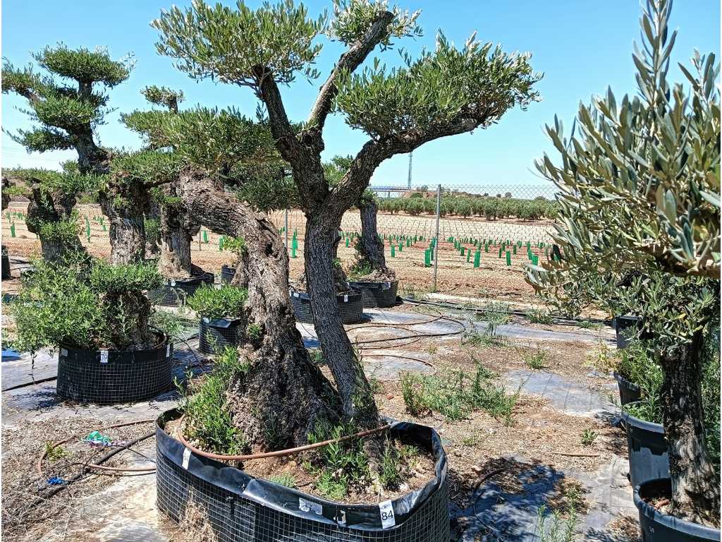 Centuries-old olive tree Pom Pom Extra Specimen
