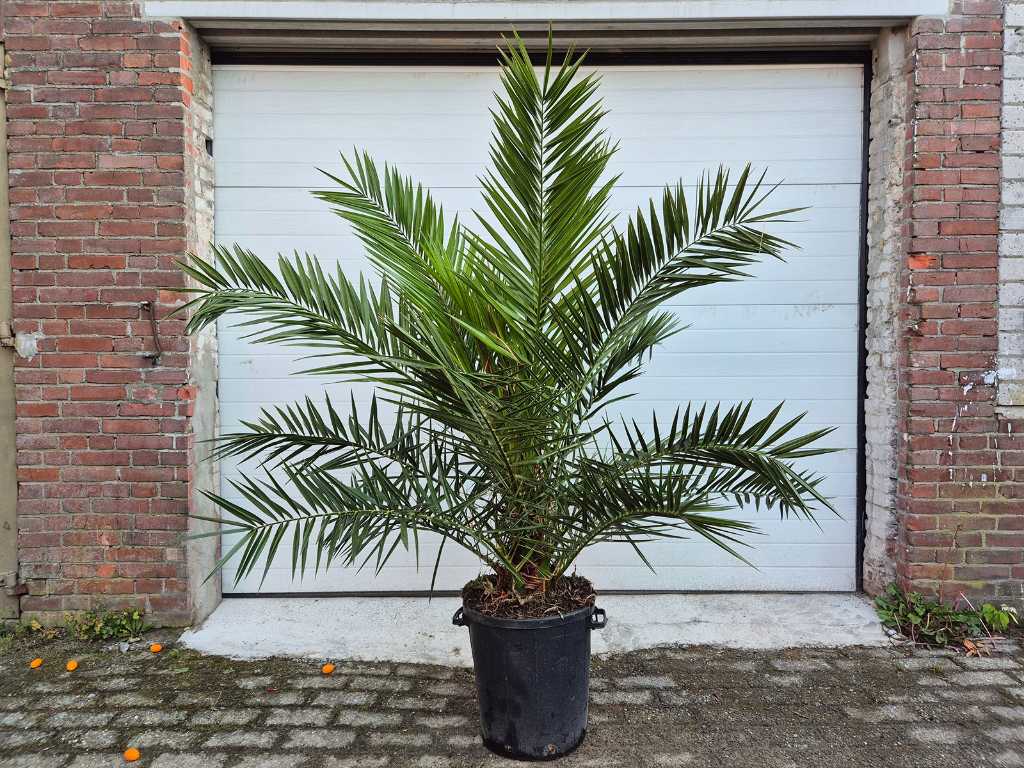 Canary Date palm - Phoenix Canariensis - Mediterranean tree - height approx. 200 cm
