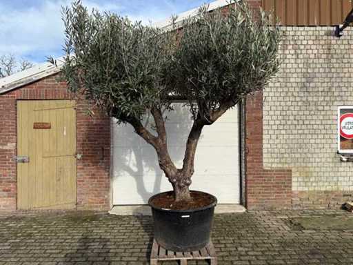 Mediterranean palms, olive trees, fruit trees and plants