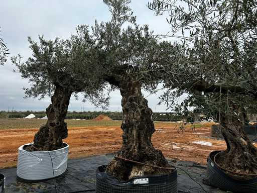  OLEA EUROPEA SECOLARE  