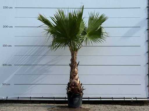 Mexican fan palm - Washingtonia Robusta - height approx. 240 cm