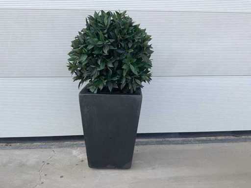 Artificial bay globe in pot