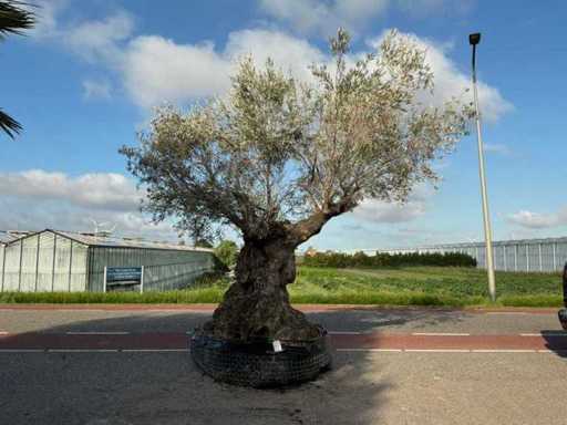 Olivier (Olea Europaea Lessini)