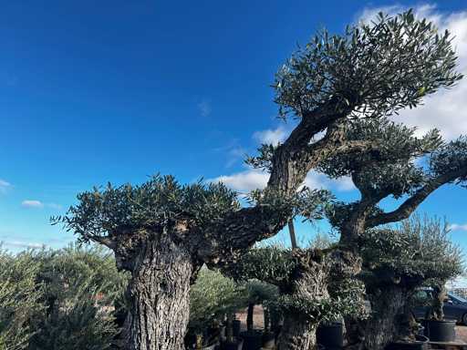 Olijfboom - Olea Europea Pom Pom Secolare 