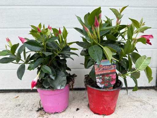 Amestec Mandeville - Dipladenia Rio Mix - 1x roz/1x roșu Înălțime aprox. 40cm (2X)