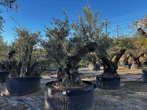 Jahrhundertealter Olivenbaum im Korb