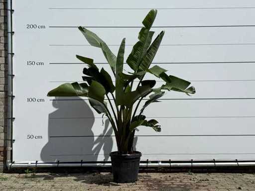 Plante oiseau de paradis - Strelitzia Augusta - hauteur d’environ 200 cm