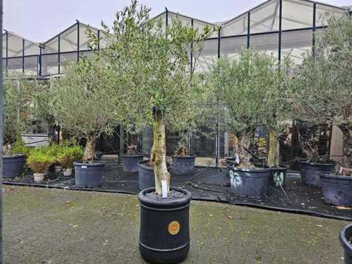 Măslin exclusiv (80-100 de ani) într-un ghiveci de design