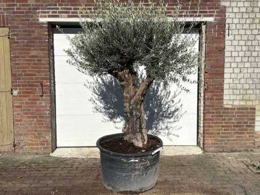 Olive Old Skin - Olea Europaea - 100 ans - taille environ 230 cm