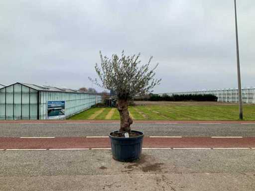 Drzewo oliwne (Olea europaea lessini)