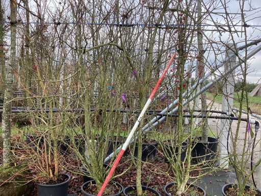 Castor - Arbore cu mai multe tulpini (2x)