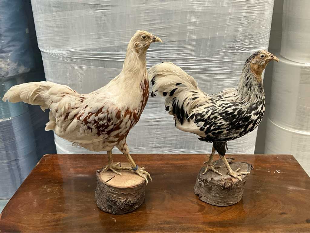 2 diverse opgezette kippen