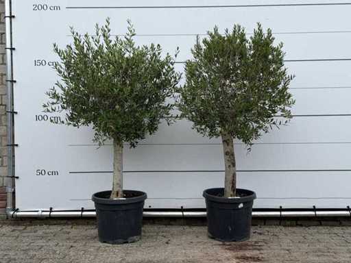 2x Olijfboom Florida - Olea Europaea - ca. 25 jaar oud - hoogte ca. 170 cm