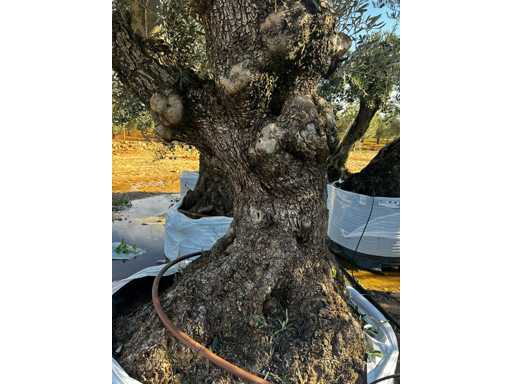  OLEA EUROPEA SECOLARE  