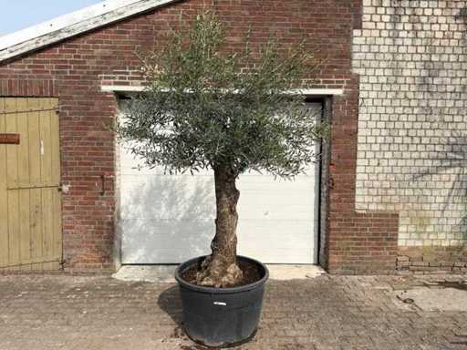 Bonsai d'ulivo - Olea Europaea - circa 80 anni - altezza circa 250 cm