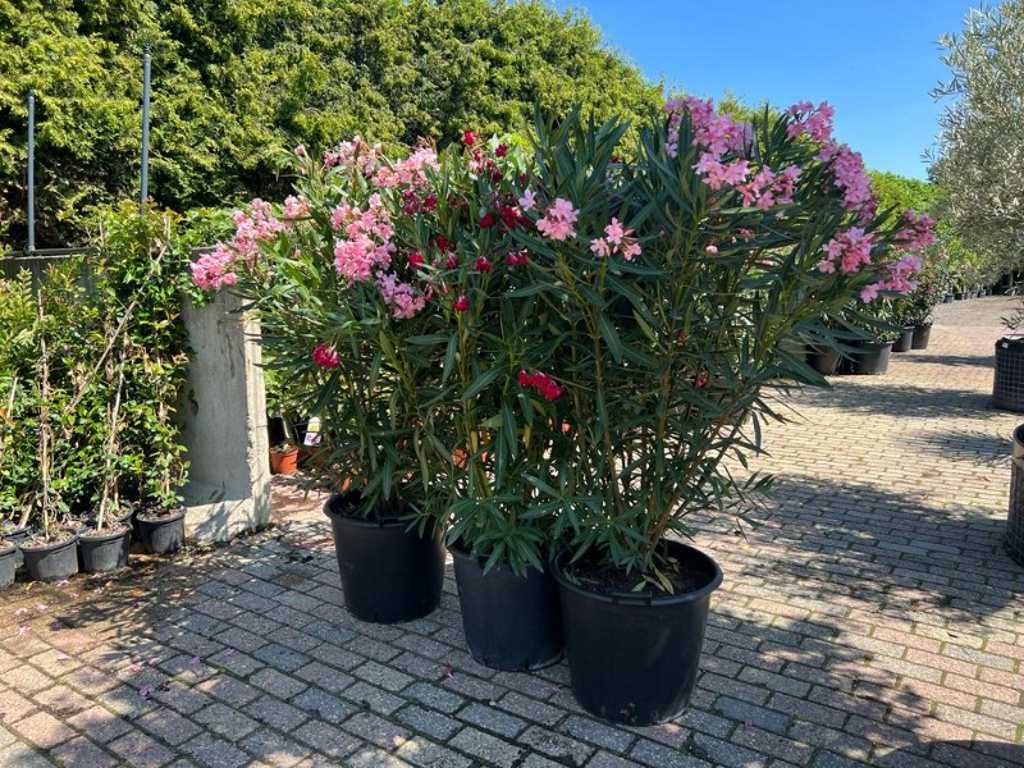 oleander roze 170cm incl pot