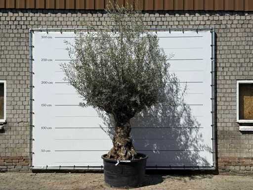 Olivenbaum-Bonsai XL – Olea Europaea – ca. 80 Jahre alt – Höhe ca. 280 cm