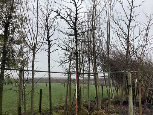 Guma dulce - Arborele topiar